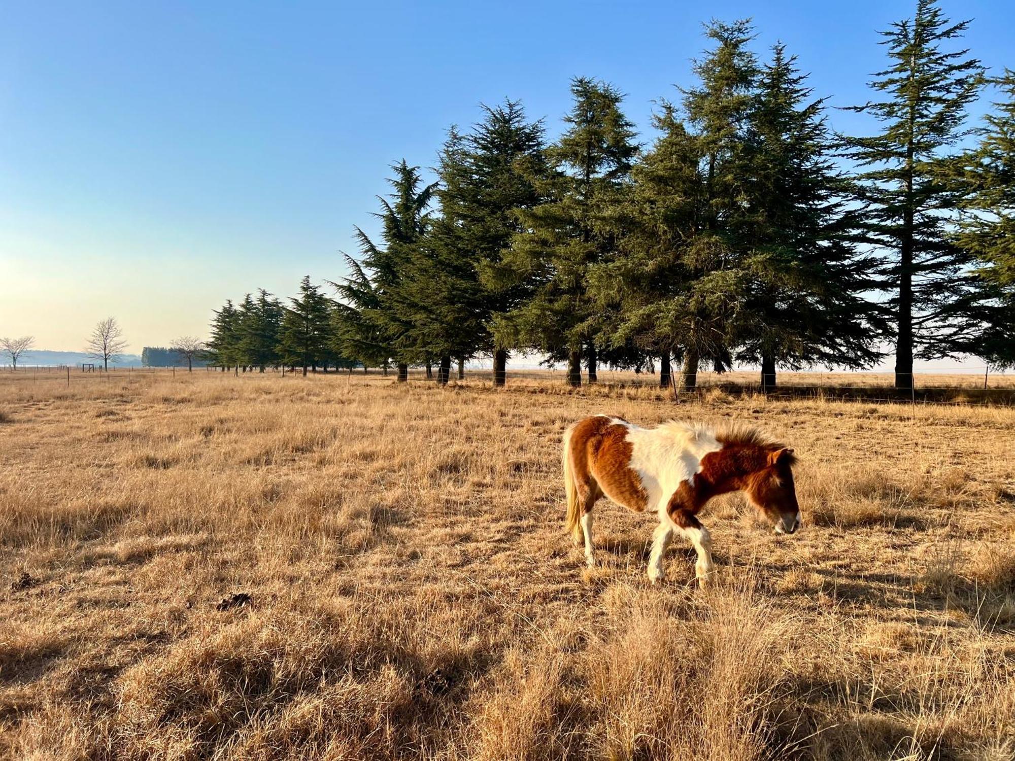 Merino Stal Guest Farm Ermelo Exterior foto